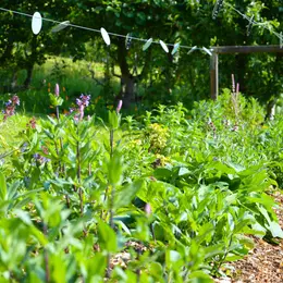 Visite libre du Jardin des Sens - Rendez-vous aux Jardins