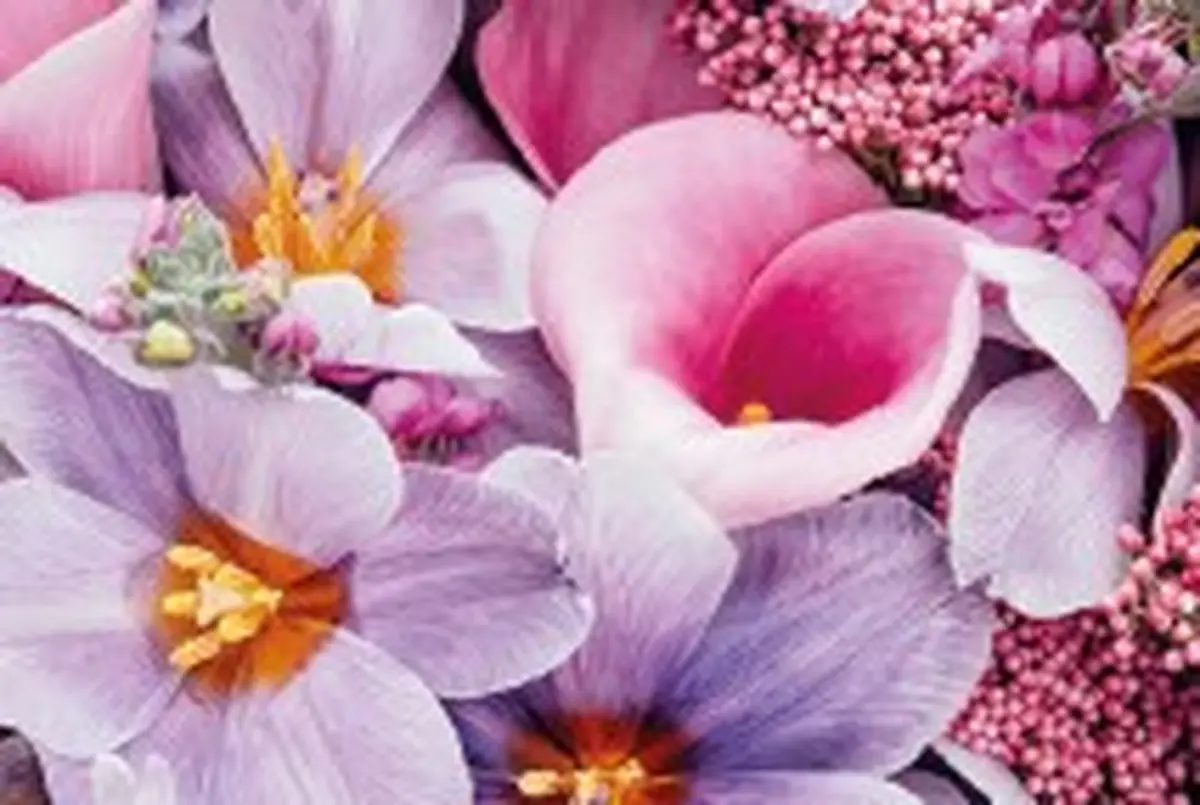 Visite libre : La folle histoire des fleurs