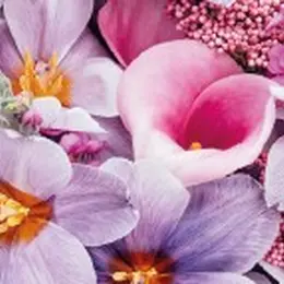 Visite libre : La folle histoire des fleurs