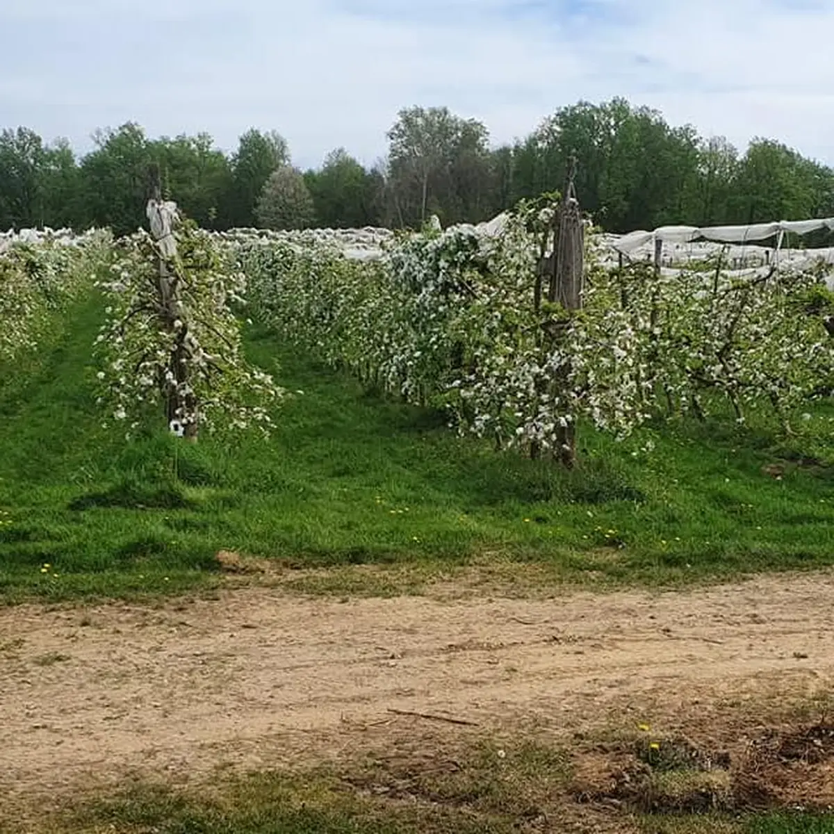 Visite ludique en famille du Verger BIO de Quinsac