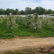 Visite ludique en famille du Verger BIO de Quinsac