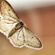 Visite nature - À la rencontre des papillons