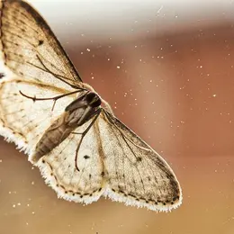 Visite nature - À la rencontre des papillons