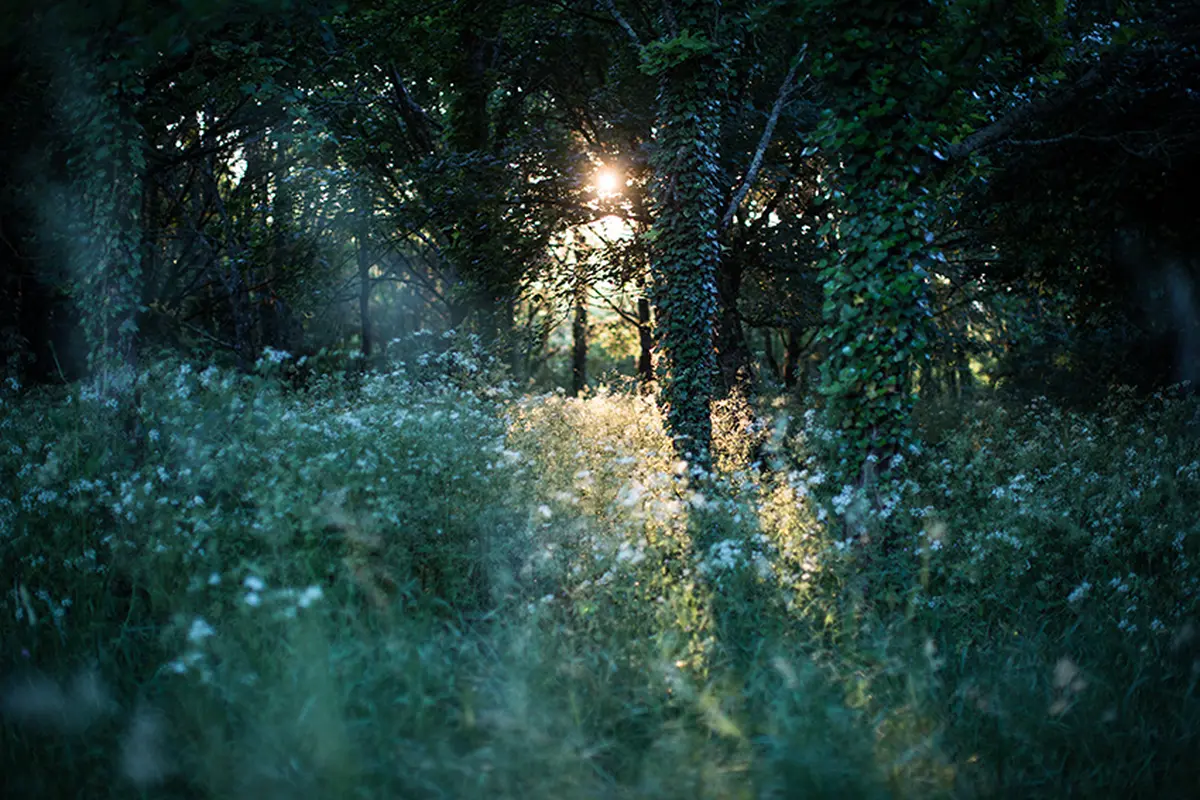 Visite nocturne entre chien et loup