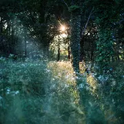 Visite nocturne entre chien et loup