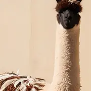 Visite + nourrissage + spectacle Le printemps des lamas