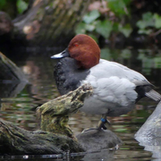 Visite ornithologique du lac des minimes