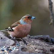 Visite ornithologique intégrale STEP