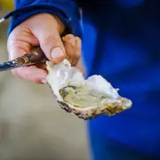 Visite parcs à huitres L'autre goût de la Normandie