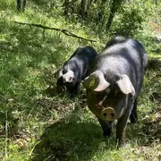 Visite truffes et porcs noirs