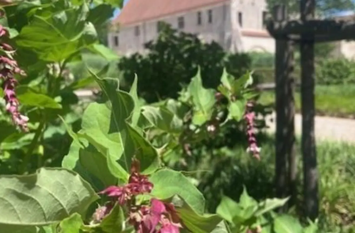 Visite Un jardin, une couleur