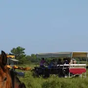 Visiter le Haras des Bruns au coeur d’une manade
