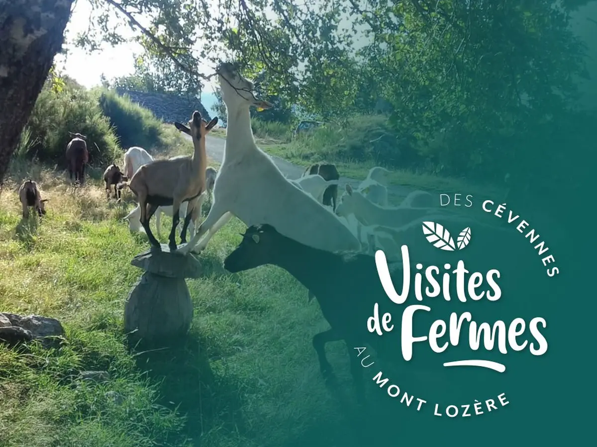 Visites De Fermes 2026 : La Ferme De Folie