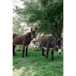 Visites de la ferme Emmaüs