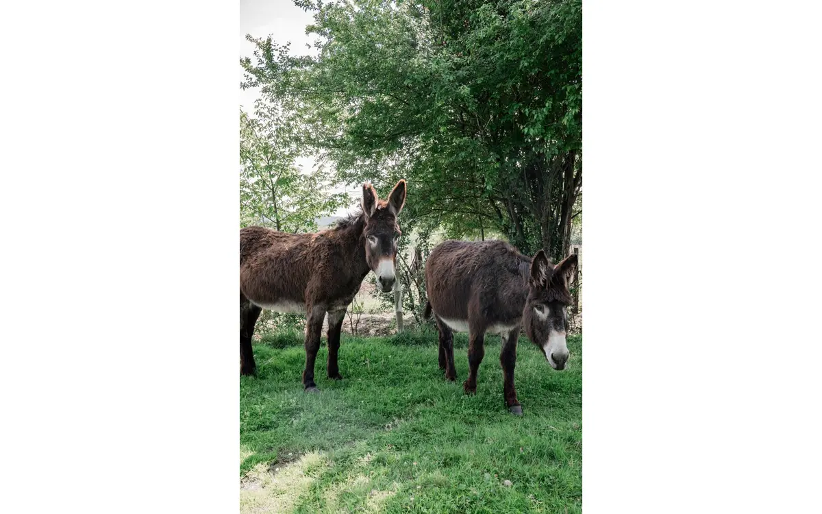 Visites de la ferme Emmaüs