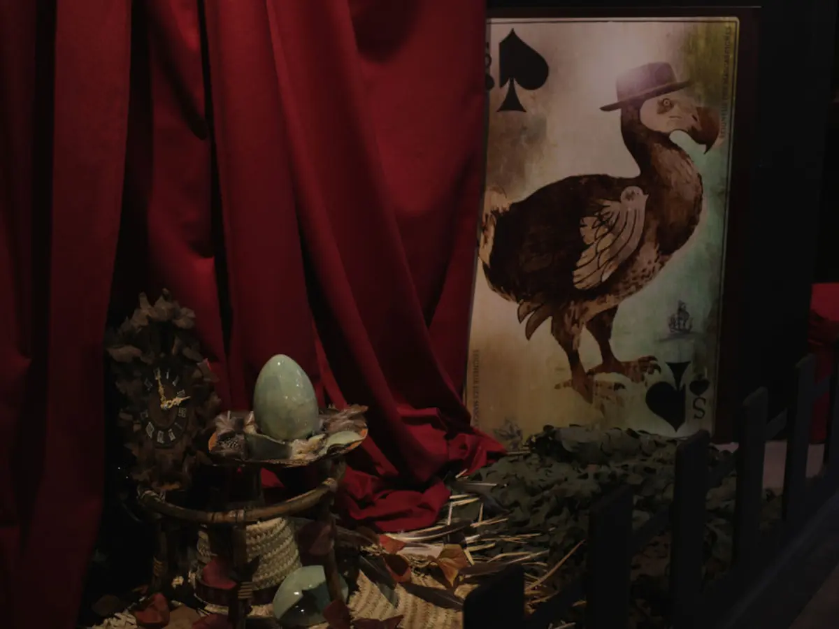 Visites flash animée Aliçe et les drôles d'oiseaux