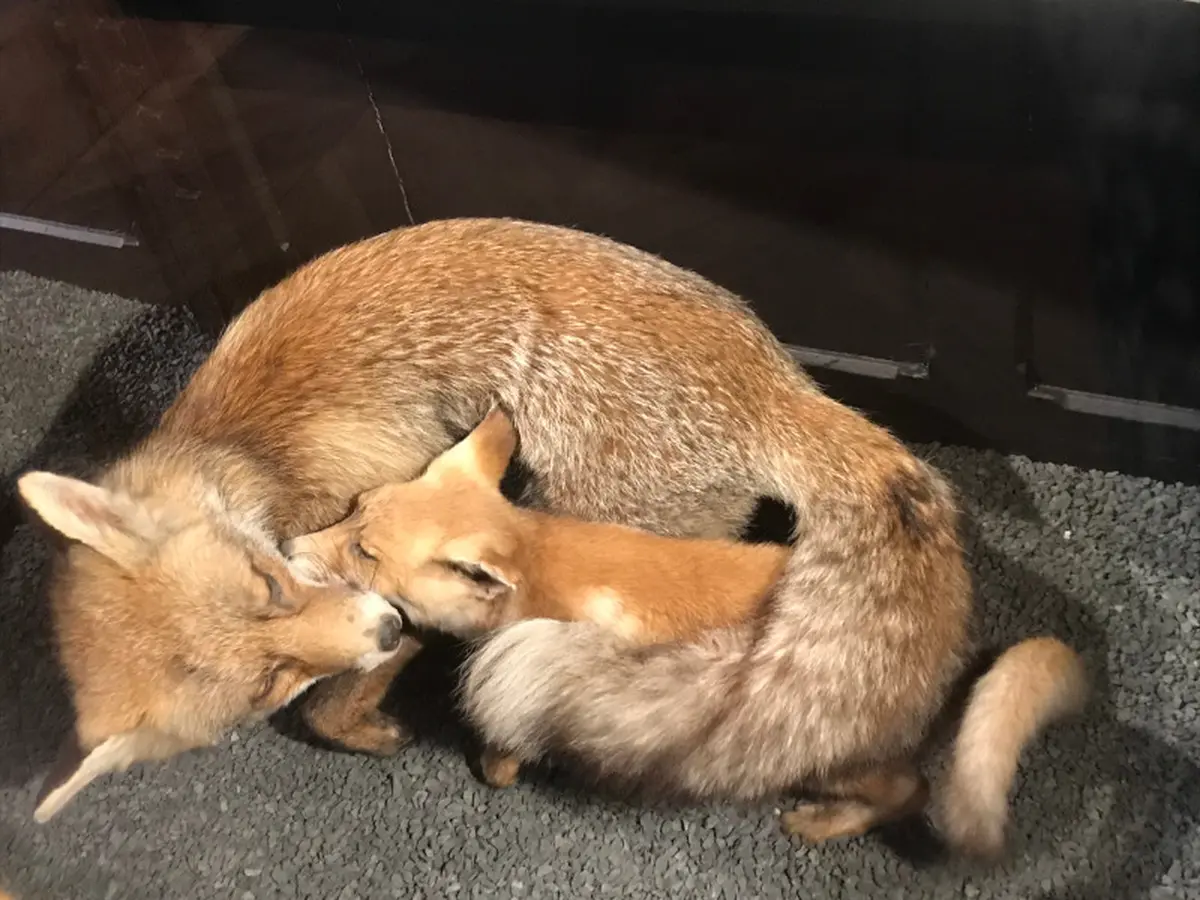 Visites flash contée : Le premier hiver de Renardo (vacances d'hiver)