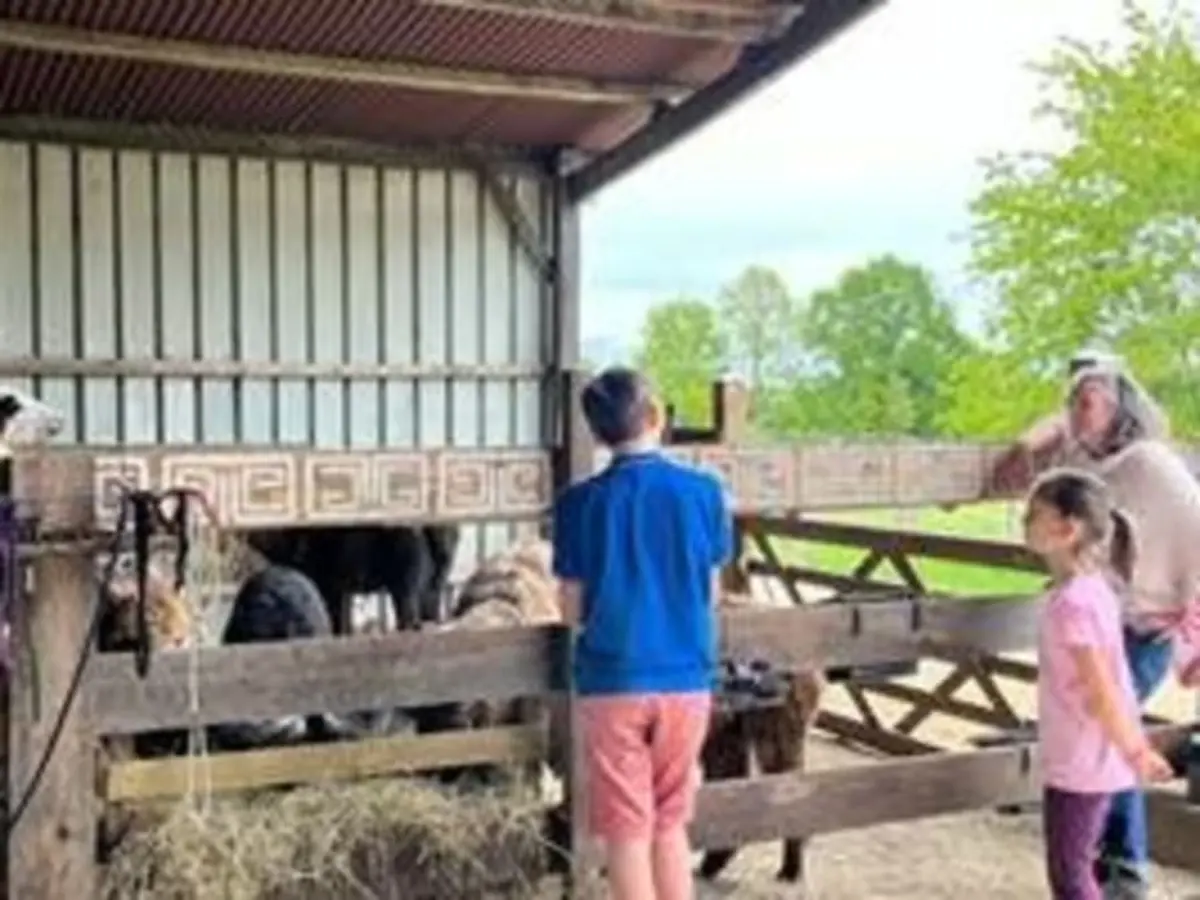 Visites immersives de troupeau de lamas près de Tours (37)