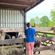 Visites immersives de troupeau de lamas près de Tours (37)