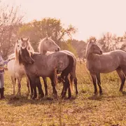 Visitez une manade de juments de race Camargue