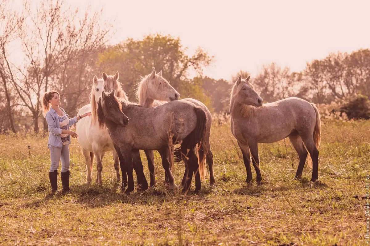 Visitez une manade de juments de race Camargue