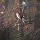 Une des nombreuses araignées locataire du Vivarium alsacien DR