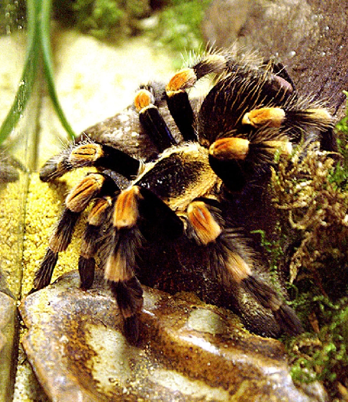 Découvrir des petites bêtes ! Vivarium du Moulin - Saison 2007