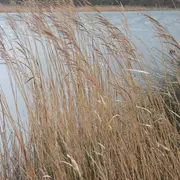 Vive les zones humides !