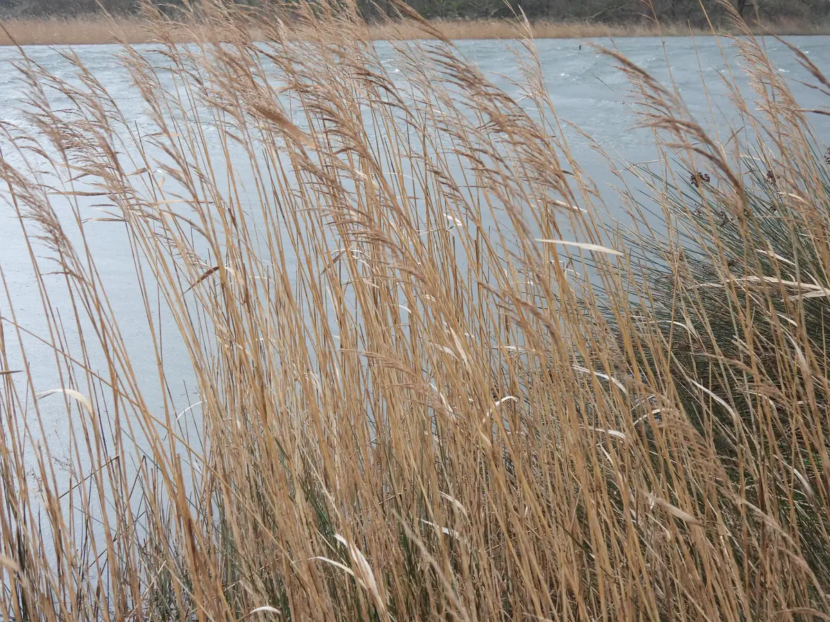 Vive les zones humides ! - Copie