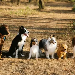 Vivre Canin