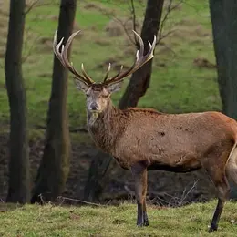 Vivre le brame du cerf