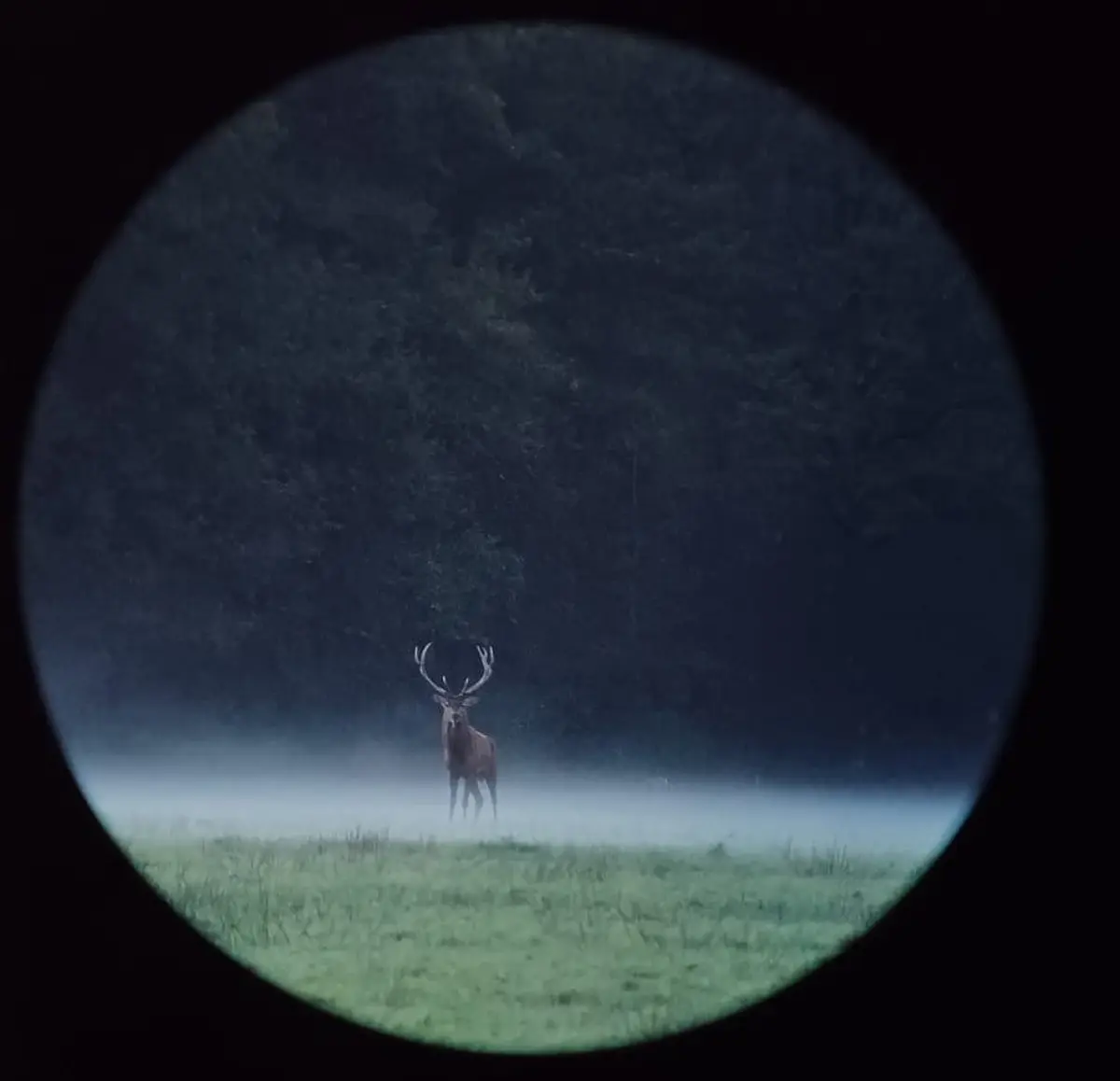 Vivre le brame du cerf
