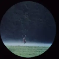 Vivre le brame du cerf