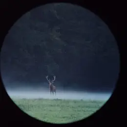 Vivre le brame du cerf