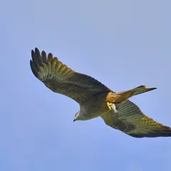 Voir les rapaces