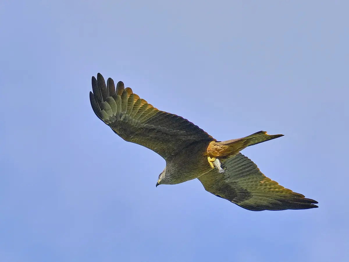 Voir les rapaces