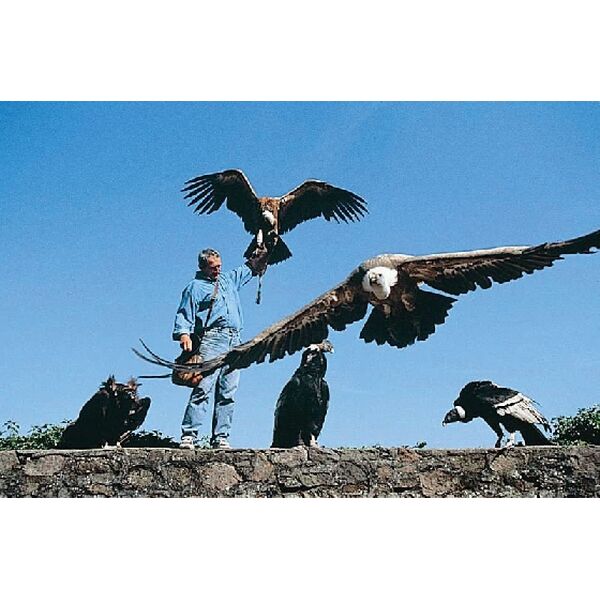 Volerie Des Aigles à Kintzheim Alsace Parc Animalier Et