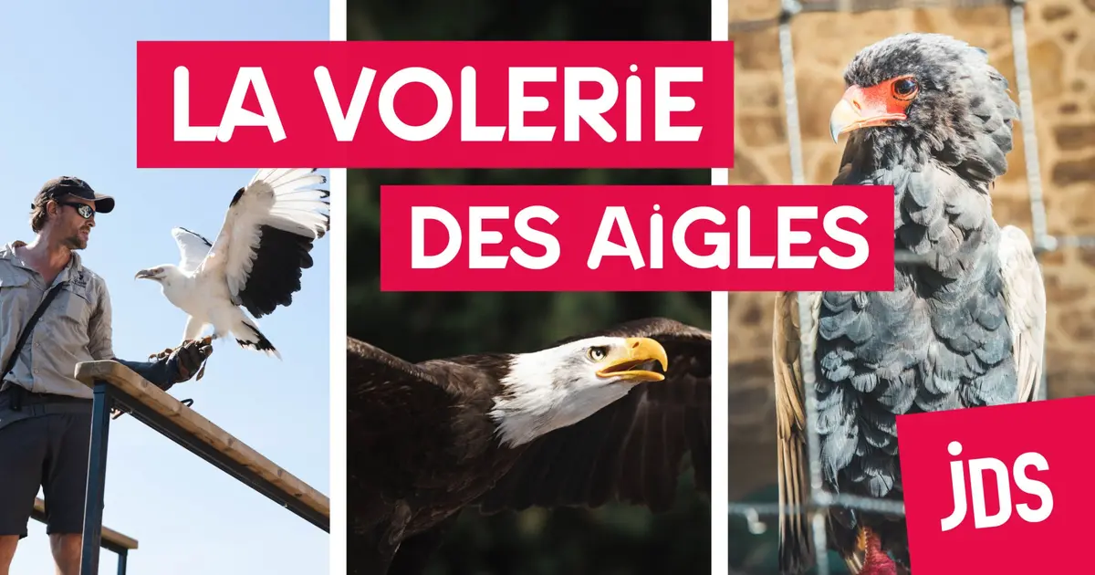 Volerie des Aigles NL
