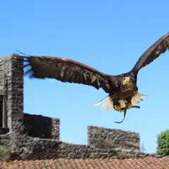Volerie du Forez