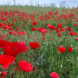 Voulons-nous vraiment des coquelicots ?