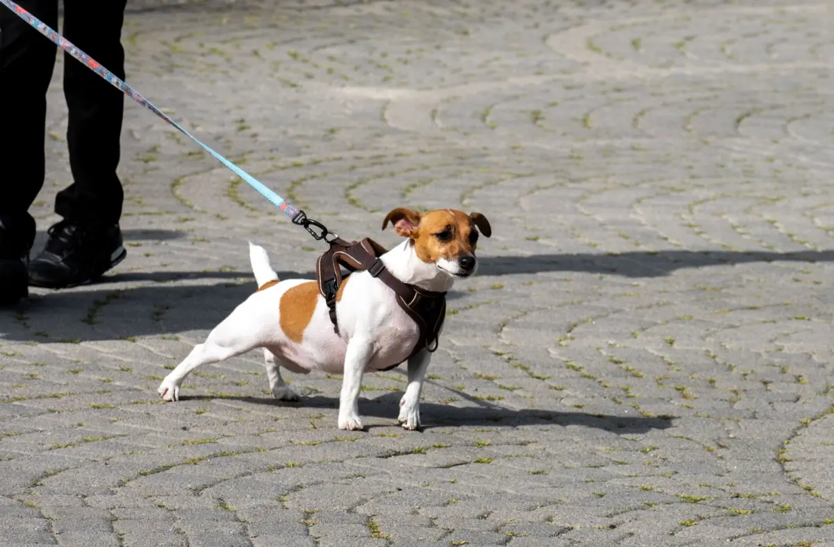 Vous avez un chien à Montpellier ? Des cours d'éducation canine gratuits sont proposés dès ce week-end
