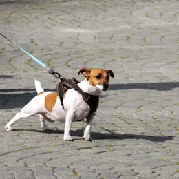 Vous avez un chien à Montpellier ? Des cours d'éducation canine gratuits sont proposés dès ce week-end