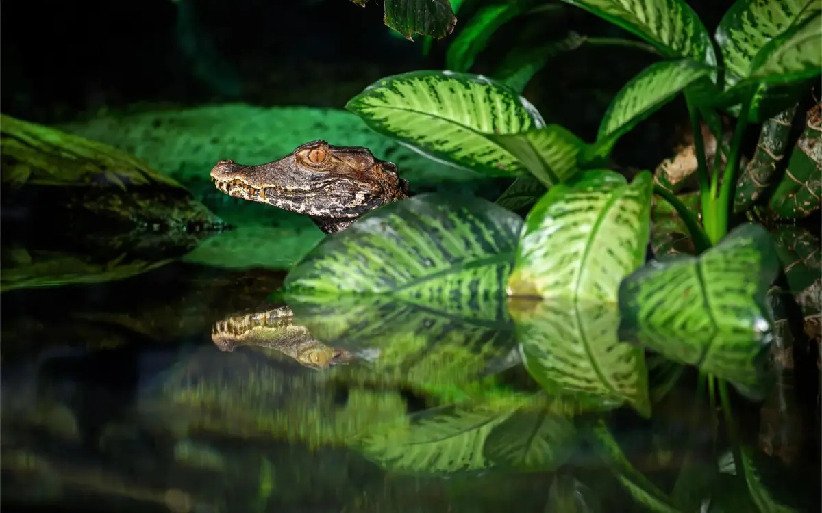 Voyage en milieux humides au Parc zoologique de Paris