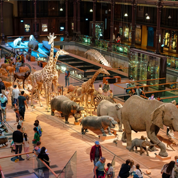 Voyage extraordinaire à la Galerie de l’Évolution