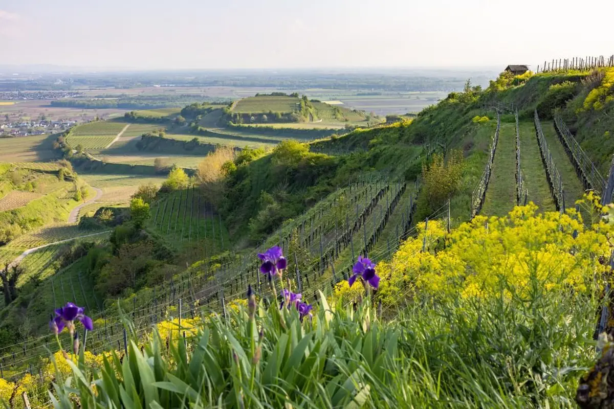Vue sur Ihringen et ses vignes