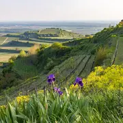 Naturgarten Kaiserstuhl (Le jardin naturel du Kaiserstuhl)