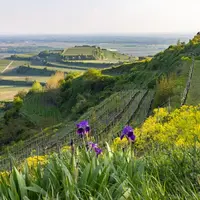 Vue sur Ihringen et ses vignes &copy; Schröder-Esch