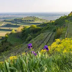 Naturgarten Kaiserstuhl (Le jardin naturel du Kaiserstuhl)
