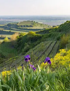 Naturgarten Kaiserstuhl (Le jardin naturel du Kaiserstuhl)