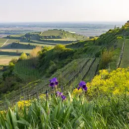 Naturgarten Kaiserstuhl (Le jardin naturel du Kaiserstuhl)